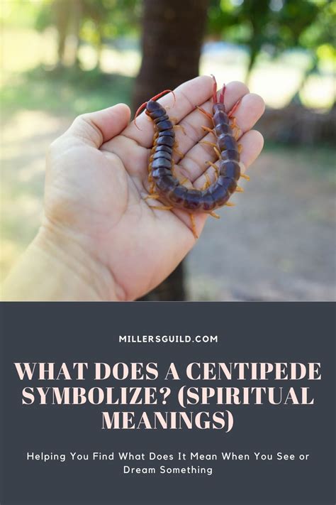 What Do Centipedes Mean Spiritually .